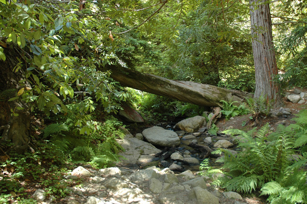 Soberanes Canyon 071.jpg